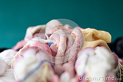 Study Structure anatomy and Histological sample of Human model. Stock Photo
