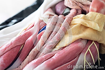 Study Structure anatomy and Histological sample of Human model. Stock Photo