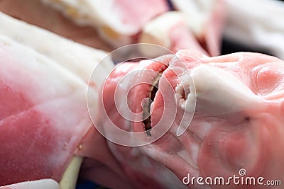 Study Structure anatomy and Histological sample of Human model. Stock Photo