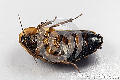 Blaptica dubia, Dubia roach, also known as the orange-spotted roach in the laboratory. Stock Photo