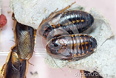 Structure of Blaptica dubia, Dubia roach, also known as the orange-spotted roach in the laboratory. Stock Photo