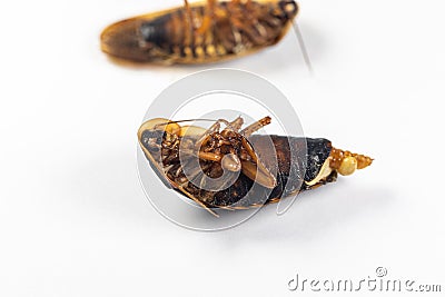 Structure of Blaptica dubia, Dubia roach, also known as the orange-spotted roach in the laboratory. Stock Photo