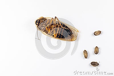 Structure of Blaptica dubia, Dubia roach, also known as the orange-spotted roach in the laboratory. Stock Photo