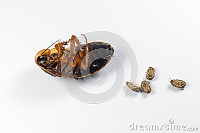 Structure of Blaptica dubia, Dubia roach, also known as the orange-spotted roach in the laboratory. Stock Photo