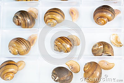 Study of the structure of Freshwater molluscs in laboratory. Stock Photo