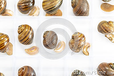 Study of the structure of Freshwater molluscs in laboratory. Stock Photo