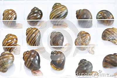 Study of the structure of Freshwater molluscs in laboratory. Stock Photo