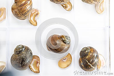 Study of the structure of Freshwater molluscs in laboratory. Stock Photo