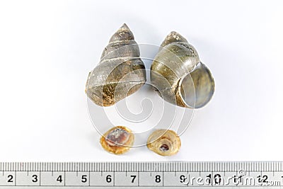 Study of the structure of Freshwater molluscs in laboratory. Stock Photo