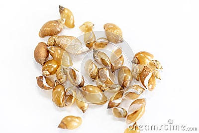 Study of the structure of Freshwater molluscs in laboratory. Stock Photo