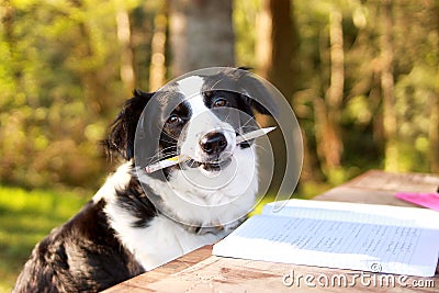 Studying dog Stock Photo