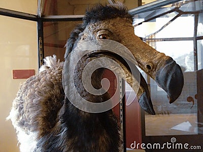 Stuffed dodo bird, an extinct flightless bird from Mauritius, east of Madagascar in the Indian Ocean. Editorial Stock Photo