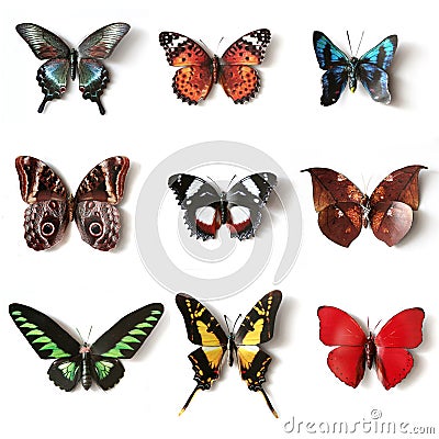 Stuffed insects Butterfly collection Stock Photo