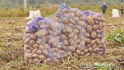 Stuffed sacks of potatoes stand in the field. Harvesting of potatoes by peasants. Stock Photo