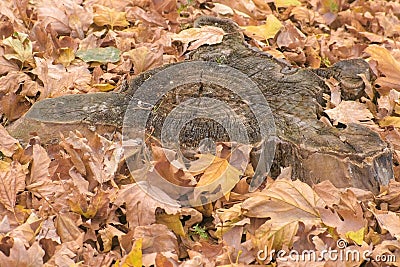 Stump beautiful shape among the yellow leaves in the fall. Stock Photo