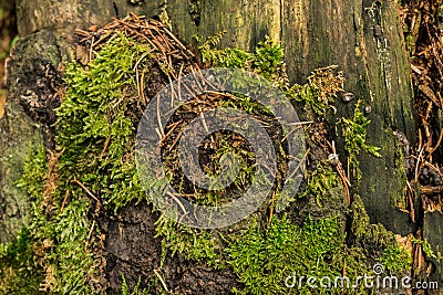 Stump covered with moss, fir needles and snails fossils Stock Photo