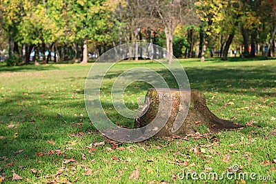 Stump, green grass, dry leaves and trees Stock Photo