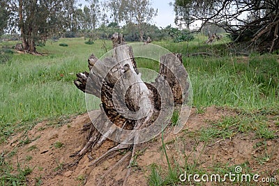 Stump of an interesting form on the edge of the forest Stock Photo