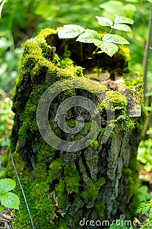 Stump moss in the forest on a tree Stock Photo