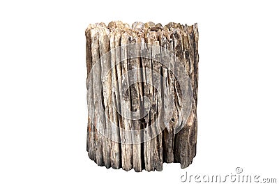 Stump, Old logs, Wood decay on isolated white background Selective Focus Stock Photo