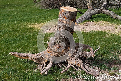 The stump of an old tree. Stock Photo