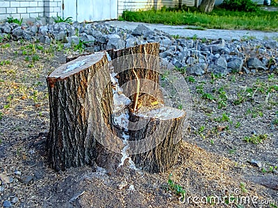 The stump remained from the sawn tree Stock Photo