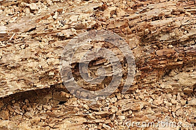 Stump of rotten wood Stock Photo