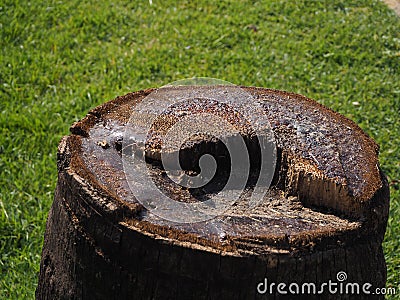 Stump sugar in the garden Stock Photo