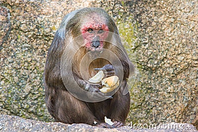 Stump-tailed macaque (Macaca arctoides) eating a baguette Stock Photo