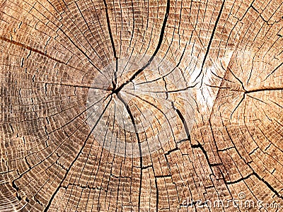 Stump of tree felled,section of the trunk with annual rings Stock Photo