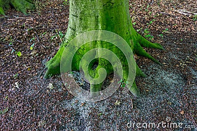 Stump of a tree in Haagse Bos, forest in The Hague Stock Photo