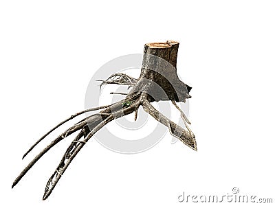 Stump tree on white background Stock Photo