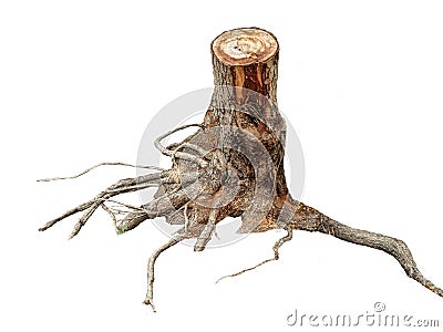 Stump tree on white background Stock Photo