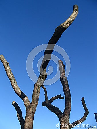 Stumps Stock Photo