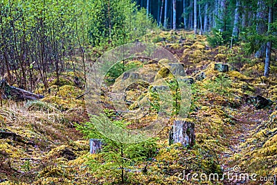 Stumps and lots of moss on the edge of the forest Stock Photo