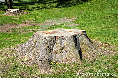 Stumps of trees felled Stock Photo