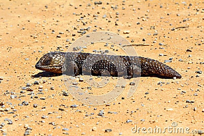 Stumpy tailed lizards (Tiliqua rugosa) abound in rural Australia Stock Photo