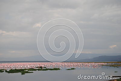 Stuning view of the Savannah lake full of flamingos, flamingo flock chilling in the savannah. Africa. Kenya Stock Photo