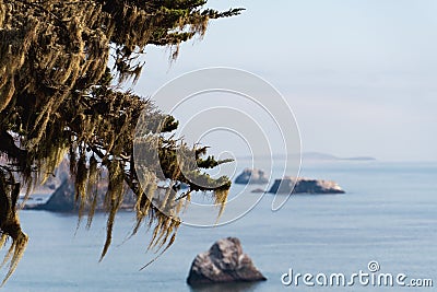 Stunning aerial view of the ocean meeting the coast, with a foreground of lush green mossy branches Stock Photo