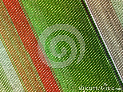 A stunning aerial view of tulip fields in bloom, with perfectly aligned horizontal rows of vibrant red and green creating a Stock Photo