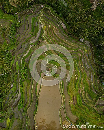 a beautiful view of a large rice field in indonesia, from a bird's Stock Photo