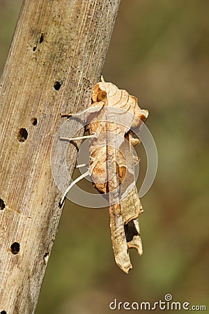 A stunning Angle Shades Moth Phlogophora meticulosa perched on a plant stem. Stock Photo