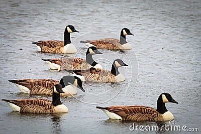 A stunning Animal Portrait of a flock of Canadian Geese on a lake Stock Photo