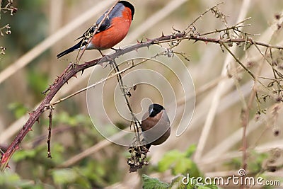 A stunning animal portrait of a male and female Bullfinch bird Stock Photo