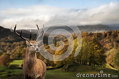 Stunning Autumn Fall landscape of woodland in with majestic red deer stag Cervus Elaphus in foreground Stock Photo