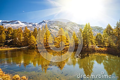 Stunning autumn scenery with yellowed larches reflected in Grinjisee lake. Swiss Alps, Valais, Switzerland Stock Photo
