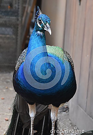 Stunning Blue Peacock with Silky Blue Feathers Stock Photo