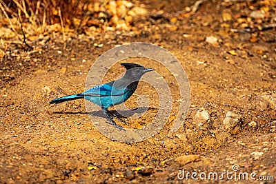 A Stunning Blue Steller`s Jay Stock Photo