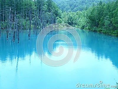 Stunning blue water of Blue Pond or Shirogane Aoi Ike in Biei, Hokkaido Stock Photo