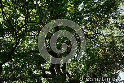 A stunning bright tall green with long wide branches found inside Trent Park, Uk Stock Photo